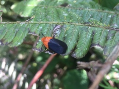 Sphenorhina rhodopepla