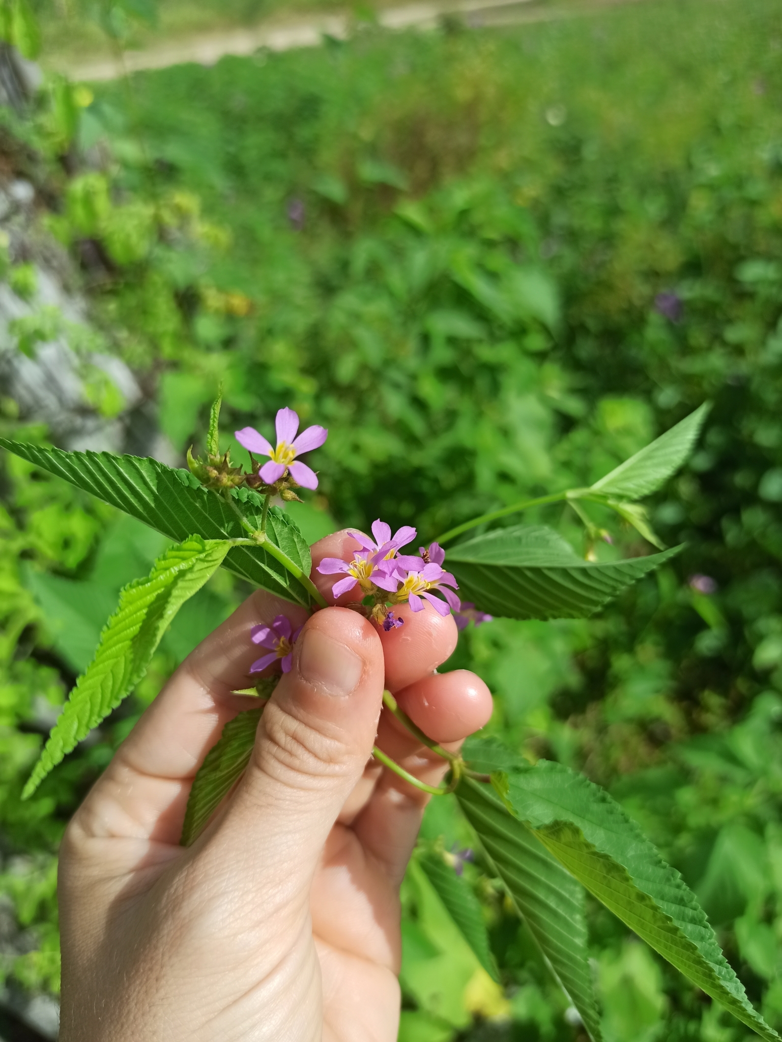 Melochia pyramidata