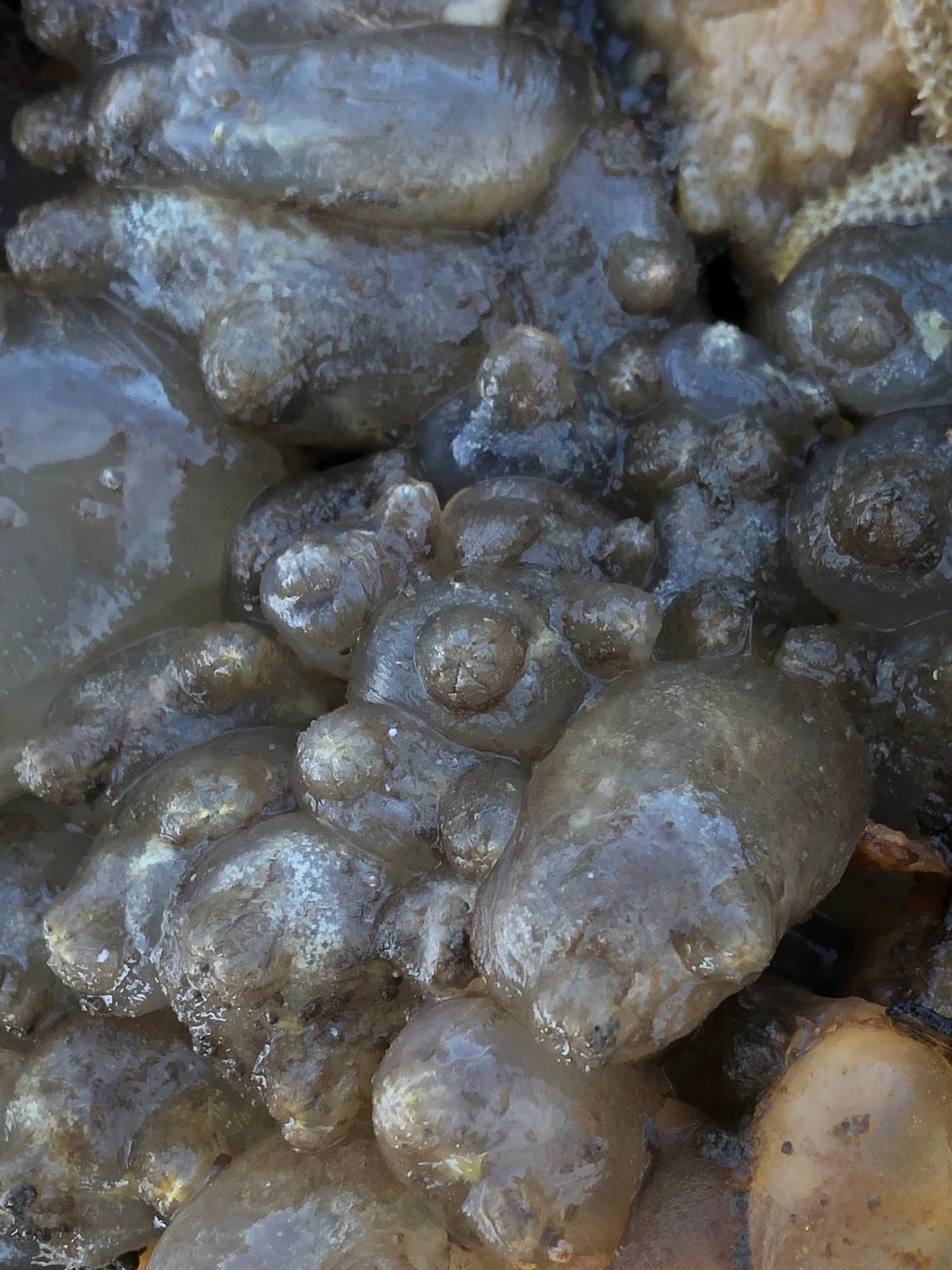 Ascidiella aspersa (Müller, 1776)