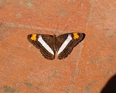 Adelpha basiloides