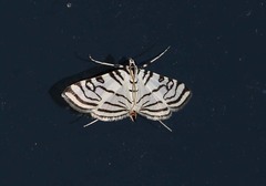 Conchylodes concinnalis