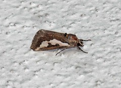 Euscirrhopterus gloveri