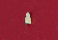 Marimatha quadrata