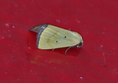 Marimatha quadrata