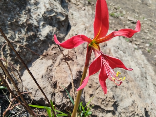 Image of Zephyranthes formosissima by (c) Diego López, some rights reserved (CC BY)