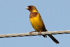 Emberiza bruniceps