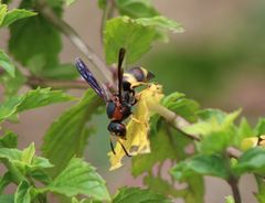 Euodynerus crypticus