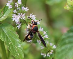 Euodynerus crypticus