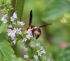 Euodynerus crypticus