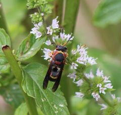 Euodynerus crypticus