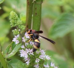 Euodynerus crypticus