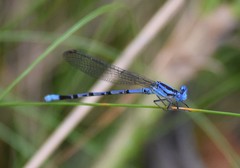 Argia funebris