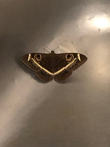 Creamstriped Owl