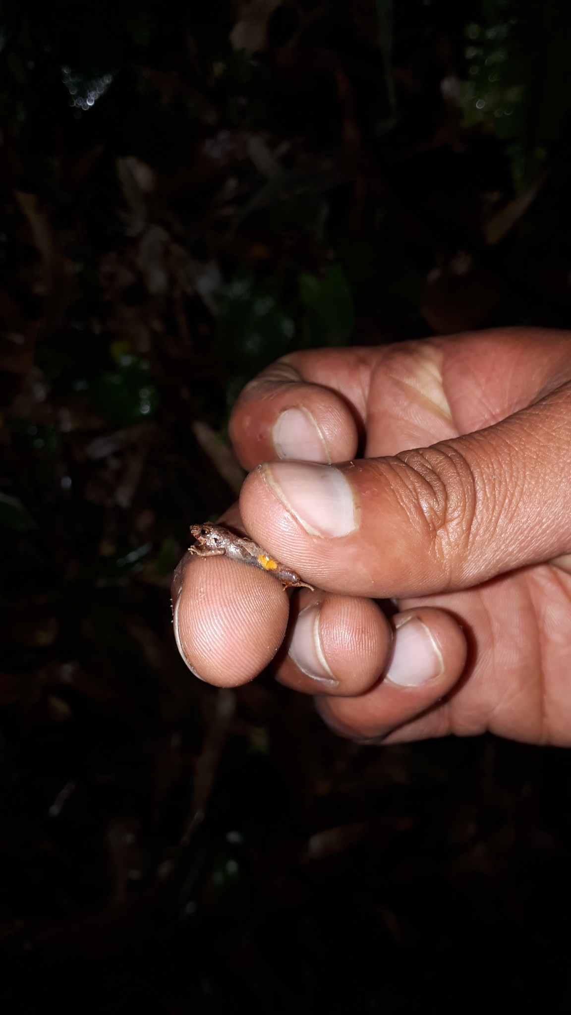 Pristimantis andinognomus image