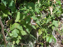 Adelpha basiloides