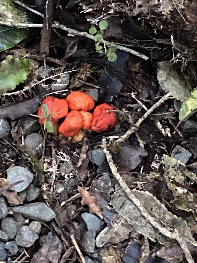 Leratiomyces erythrocephalus · April 2025 · photo: © frax (iNaturalist, cc-by)