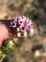 Phylica lachneaeoides