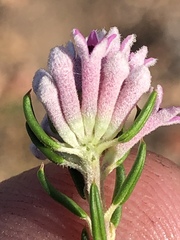 Phylica lachneaeoides