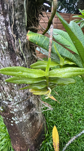 Foto de Orquídea-aranha