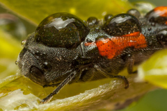 Ptosima laeta