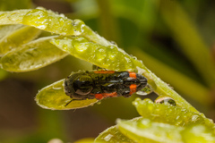 Ptosima laeta