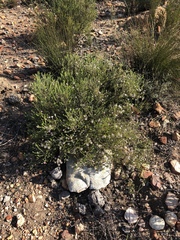 Phylica lachneaeoides