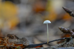 Marasmius epiphyllus