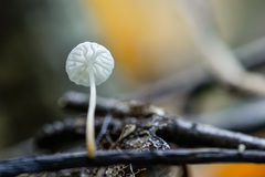 Marasmius epiphyllus