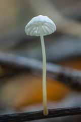 Marasmius epiphyllus