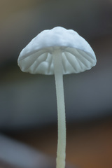 Marasmius epiphyllus