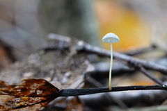 Marasmius epiphyllus