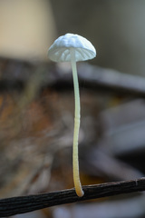 Marasmius epiphyllus