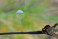 Marasmius epiphyllus