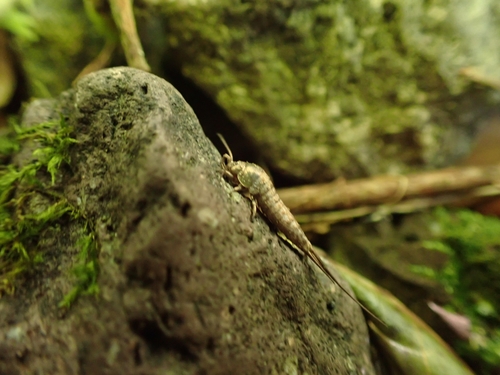 Southern Bristletail photo 2