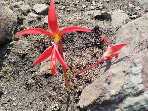 Image of Zephyranthes formosissima by (c) Diego López, some rights reserved (CC BY)