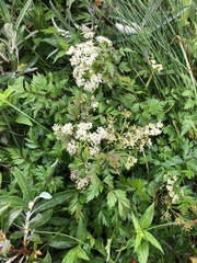 Conioselinum chinense