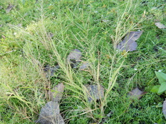 Leptochloa mucronata