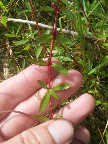 Image of Diodia harperi by (c) Will McFarland, some rights reserved (CC BY)
