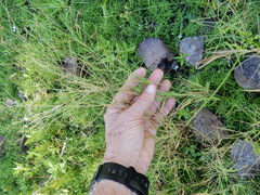 Leptochloa mucronata