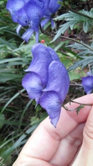 Aconitum nasutum