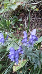 Aconitum nasutum