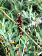 Carex diandra