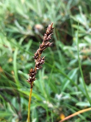 Carex diandra
