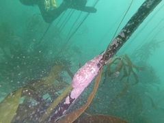 Chorisochismus dentex