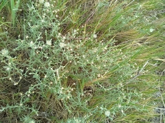 Erigeron divaricatus