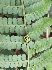 Proseicela spectabilis