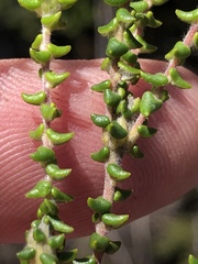 Phylica debilis fourcadei