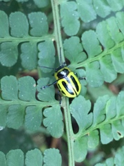 Proseicela spectabilis