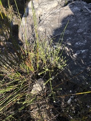 Phylica debilis fourcadei