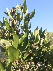 Comarostaphylis diversifolia planifolia